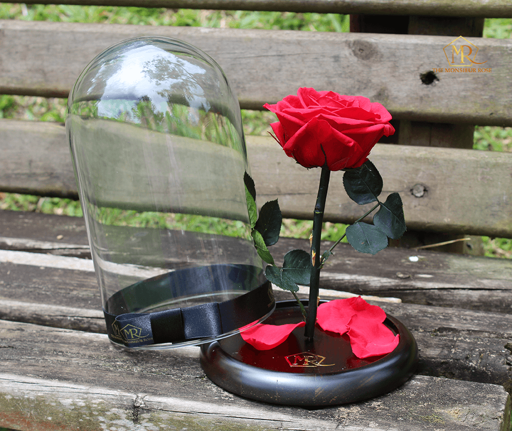 Rosa Eterna Roja | The Monsieur Rose
