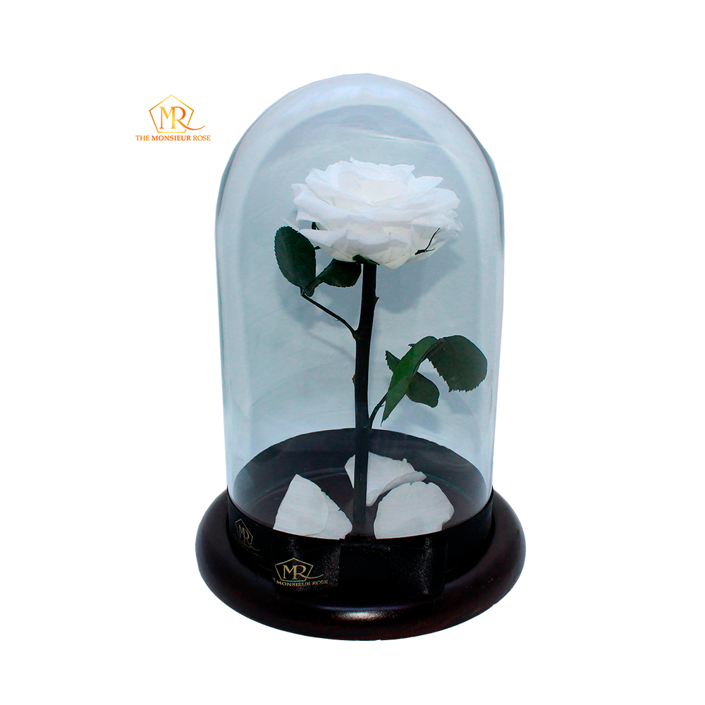 Rosa Eterna Blanca
