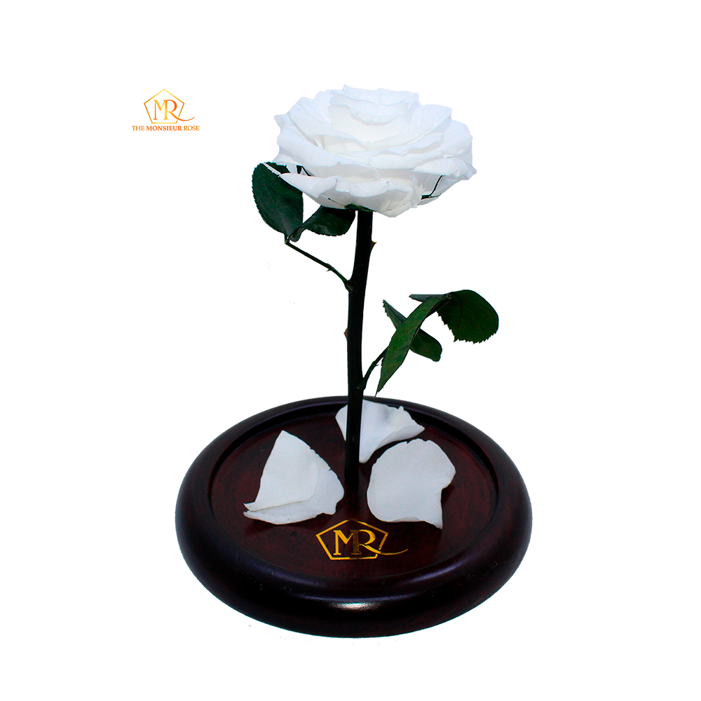 Rosa Eterna Blanca
