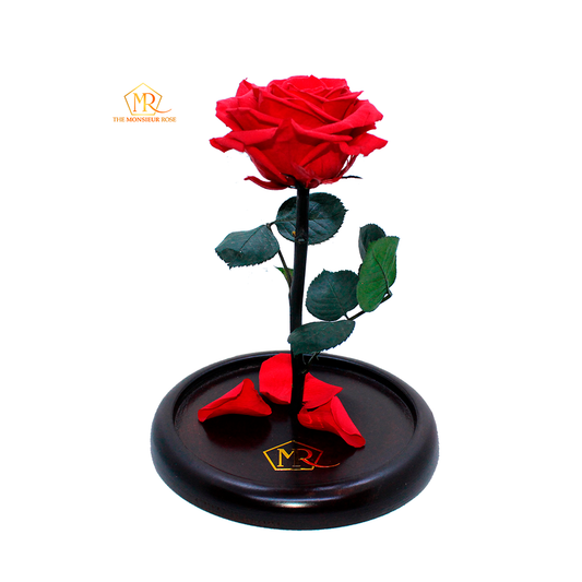 Rosa Eterna Roja